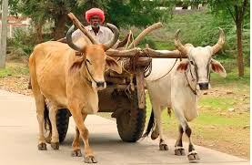 牛を引くインド人